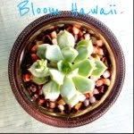 Elisha Hunter - @bloomhawaii - Instagram
