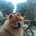 josie elisha-lambert - @smelly_chow_nelly_chow - Instagram