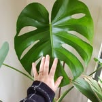 Elisha Nelson - @just_your_average_plant_mum - Instagram