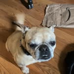Elisha Patton - @bullpig59 - Instagram