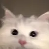 elisha - @elishacelizpena_ - TikTok