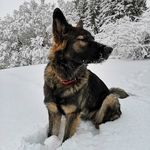 Alisha Ritchie - @tehya_the_gsd - Instagram