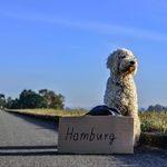Elisha Rogers - @amazing.pets.land - Instagram