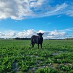 Elisha & Ryan Willing - @carnigupfarm - Instagram