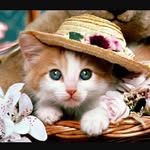 elisha cora  ryan - @elisha_loves_cats - Instagram