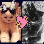 Elisha Saunders - @dogsandcats454 - Instagram