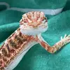 MeMe Willis - @elisha.meme.willis - TikTok
