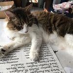 Elissa Barr - @elissabarr_calligraphy - Instagram