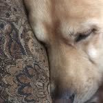 Elissa Boyce - @bojangles45619 - Instagram