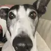 melissa cohen - @melissacohen00 - TikTok