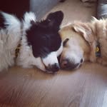 Elissa Gilbert - @thetailsofblakeyandhoney - Instagram