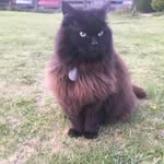 Elissa Gilbert - @cats4life1981 - Instagram