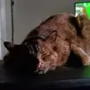 elissamooneytaylo - @elissamooneytaylo - TikTok