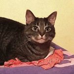 Elissa Shapiro - @lazy_catmax - Instagram