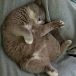 Elissa.Cat - @elissa.small.tigress - Instagram