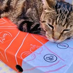 Elissa Stevens (Pizzata) - @pantry_wizard - Instagram