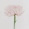 ElissaAshleyWard - @elissaashleyward - TikTok