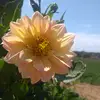 Eliza Manderson - @elizamanderson - TikTok