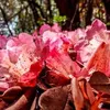 ElizabethBarron - @lavonfhofnf - TikTok