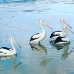 11 eliza avenue Orchid Beach - @fraserislandbreakaway11eliza - Instagram