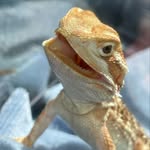 Eliza and friends 🧡 - @eliza_beardeddragon - Instagram
