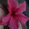 elizabella🌺 - @elizabellabriseno - TikTok