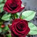 Eliza Bernaldo - Facebook