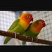 Bird Eliza - Facebook