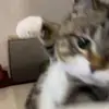 Eliza Black - @eliza.black4 - TikTok