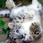 Eliza grace Bowen - @snowleopard180 - Instagram