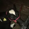 eliza02 - @elizacarpenter02 - TikTok