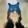 a cat - @carson.eliza - TikTok