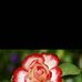 Eliza Chan - Facebook