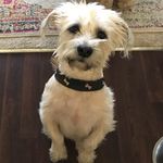 Eliza Neary Hatch - @periscope_puppy - Instagram