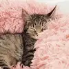 eliza_powers - @iwant10cats - TikTok