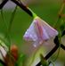 Eliza Ritchie - Facebook