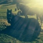 Êłįżå Šçhøfįēłd Äñd Błûę - @hottest_horses123 - Instagram