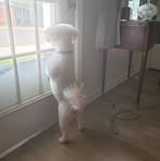 Elizabeth Stokes - Facebook