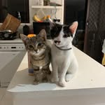 Felix and Archie - @__elizastone - Instagram