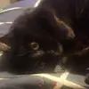 elizawilley0 Eliza willey - @elizawilley0 - TikTok