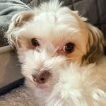 Elizabeth Ahn - @strophies_ - Instagram