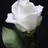 Elizabeth Arreguin R - @elizabetharreguinramirez - TikTok