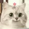 elizabethbing1 - @elizabethbing1 - TikTok