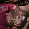 Elizabeth bratcher - @lizarditball - TikTok