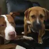🐾LOVE❤BELLA🐶 - @elizabethbraxton5 - TikTok
