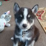 Elizabeth Cagle - @loki_pupofmischeif - Instagram