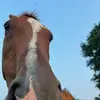 elizabethcarty77 - @elizabethcarty77 - TikTok