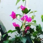Elizabeth Chamorro Quezada - @elizabeth.chamorro.quezada - Instagram