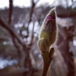 Elizabeth Chesnut - @3_acre_farms - Instagram