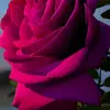 Elizabeth Collazo - @elizabeth.collazo32 - TikTok